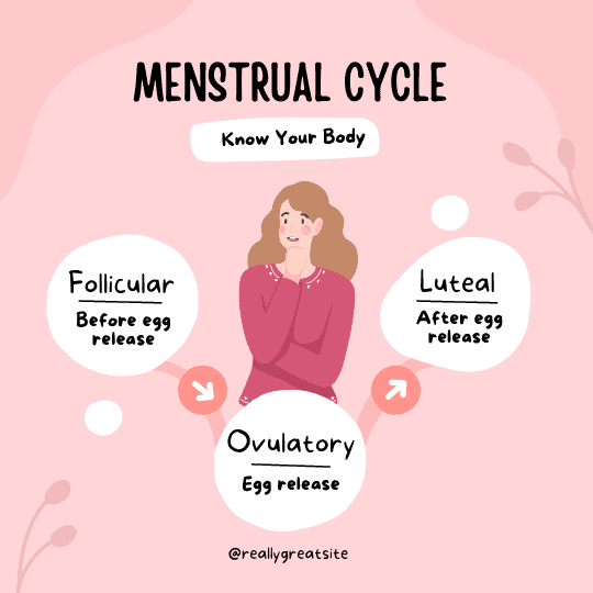 Menstrual Cycle